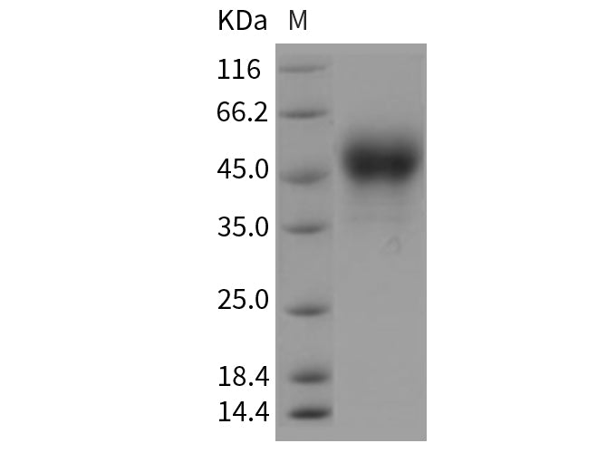 Recombinant Rat Tissue Factor/CD142 Protein (His Tag) - ABMIUM