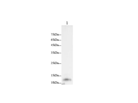 Anti-Mouse POMC Antibody - ABMIUM