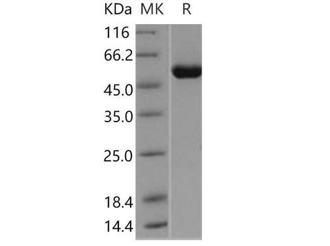 > 95 % as determined by reducing SDS-PAGE.