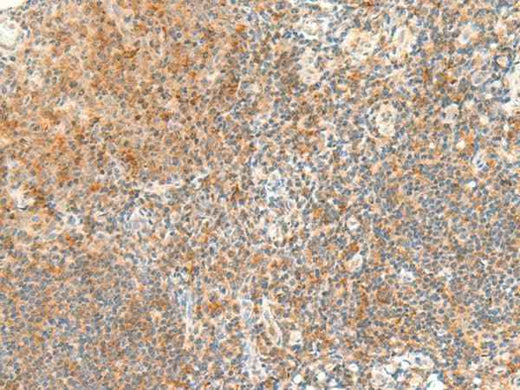 Anti-Human RAPGEF1 Antibody