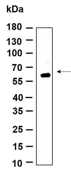 Anti-Human/Mouse/Rat GMEB1 Antibody [B971] - ABMIUM