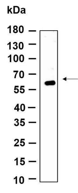 Anti-Human/Mouse/Rat GMEB1 Antibody [B971]