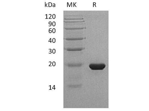 Recombinant Human Sonic Hedgehog/SHH Protein (C24II) - ABMIUM