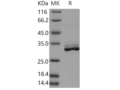 > 95 % as determined by reducing SDS-PAGE.