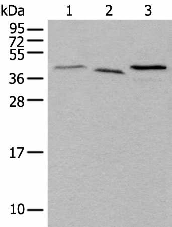 Western blot analysis of Mouse brain tissue Hela and HEPG2 cell lysates using UBXN1 Polyclonal Antibody at dilution of 1:500
