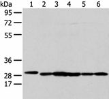 Western blot analysis of 293T HepG2 K562 and MCF-7 cell using PRDX4 Polyclonal Antibody at dilution of 1:300