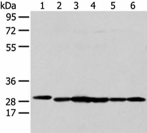 Western blot analysis of 293T HepG2 K562 and MCF-7 cell using PRDX4 Polyclonal Antibody at dilution of 1:300