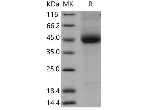 > 90 % as determined by reducing SDS-PAGE.