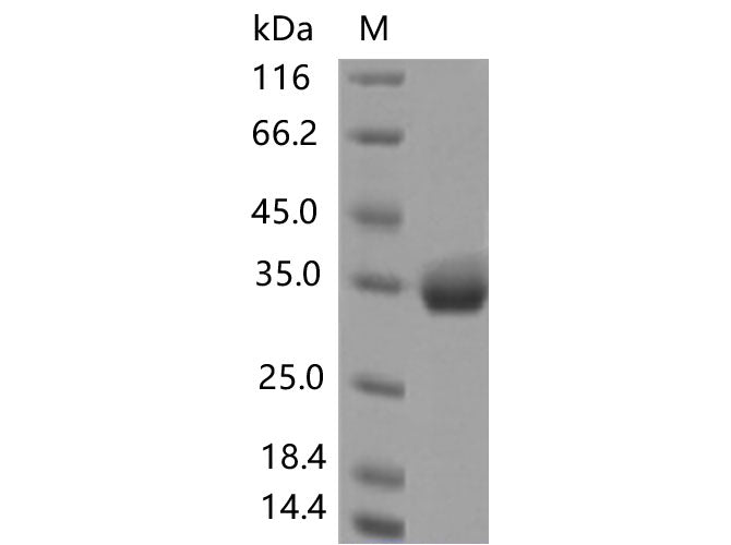 > 90 % as determined by reducing SDS-PAGE.