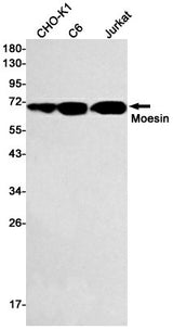 Western blot detection of Moesin in CHO-K1,C6,Jurkat cell lysates using Moesin Rabbit mAb(1:500 diluted).Predicted band size:68kDa.Observed band size:68kDa.