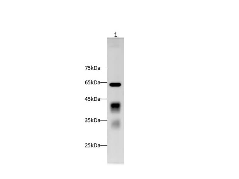 Anti-Mouse Clusterin Antibody - ABMIUM
