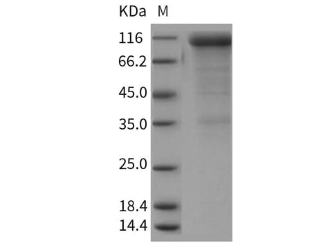 > 85 % as determined by reducing SDS-PAGE.