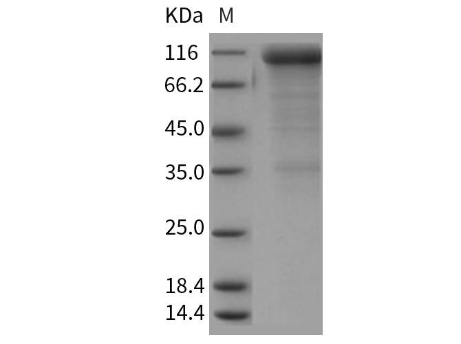 > 85 % as determined by reducing SDS-PAGE.