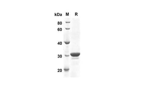 SDS-PAGE analysis of Human MAP1LC3B proteins, 2 μg/lane of Recombinant Human MAP1LC3B proteins was resolved with SDS-PAGE under reducing conditions, showing bands at 23.7 kDa.