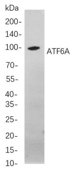 Anti-Human/Mouse/Rat ATF6A Antibody [B848]