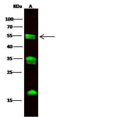 Anti-Human CPM Antibody [B319] - ABMIUM