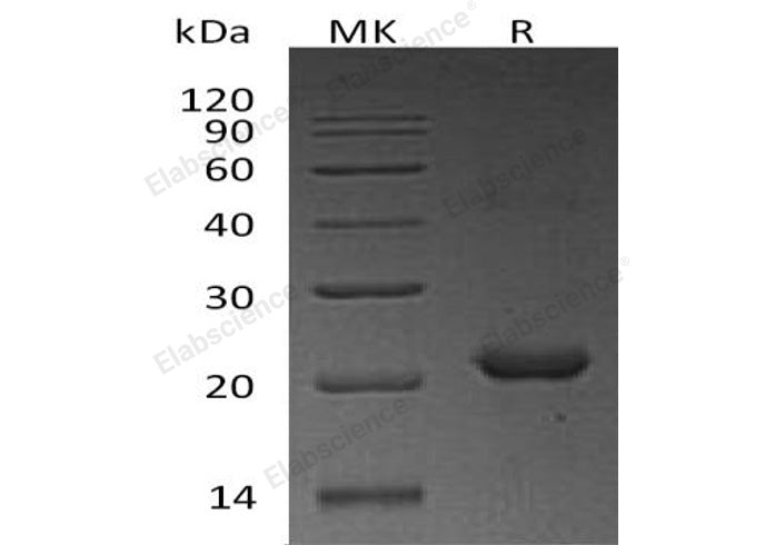 > 95 % as determined by reducing SDS-PAGE.