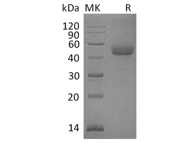 Recombinant Human ICOS/AILIM Protein (Fc Tag) - ABMIUM