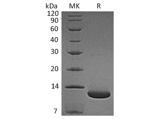 > 95 % as determined by reducing SDS-PAGE.