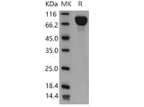 > 97 % as determined by reducing SDS-PAGE.