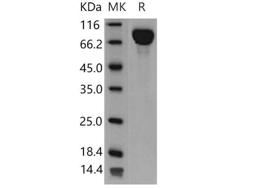 > 97 % as determined by reducing SDS-PAGE.
