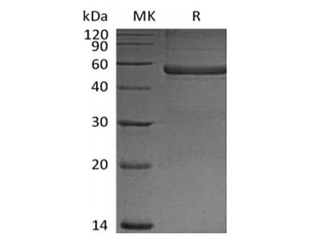 > 90 % as determined by reducing SDS-PAGE.