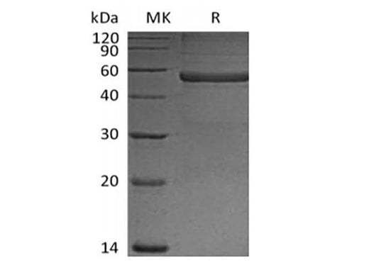 > 90 % as determined by reducing SDS-PAGE.