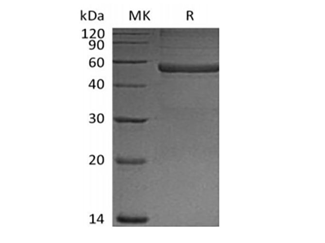 > 90 % as determined by reducing SDS-PAGE.