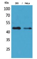 Western Blot analysis of 293T, Hela cells with IDH1 Polyclonal Antibody.