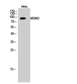 Western Blot analysis of Hela cells using MDM2 Polyclonal Antibody at dilution of 1:2000.
