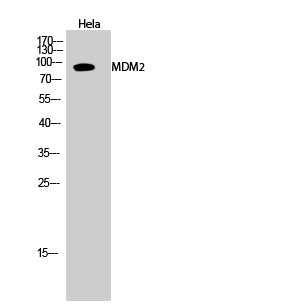 Western Blot analysis of Hela cells using MDM2 Polyclonal Antibody at dilution of 1:2000.