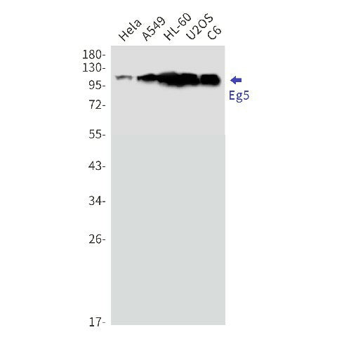 Western blot detection of Eg5 in Hela,A549,HL-60,U2OS,C6 cell lysates using Eg5 Rabbit mAb(1:1000 diluted).Predicted band size:119kDa.Observed band size:119kDa.