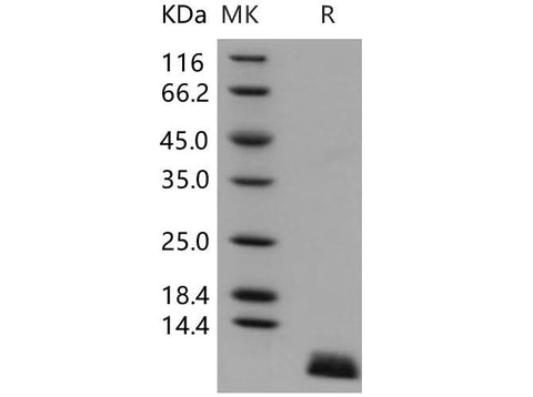 > 97 % as determined by reducing SDS-PAGE.