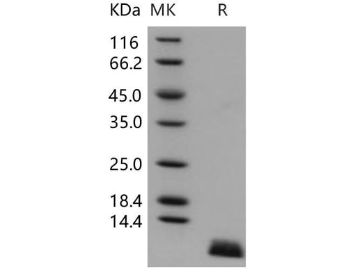 > 97 % as determined by reducing SDS-PAGE.
