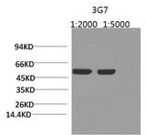 Western Blot analysis of Arabidopsis using Rubisco (Large Chain) Monoclonal Antibody at dilution of 1)1:2000 2)1:5000.