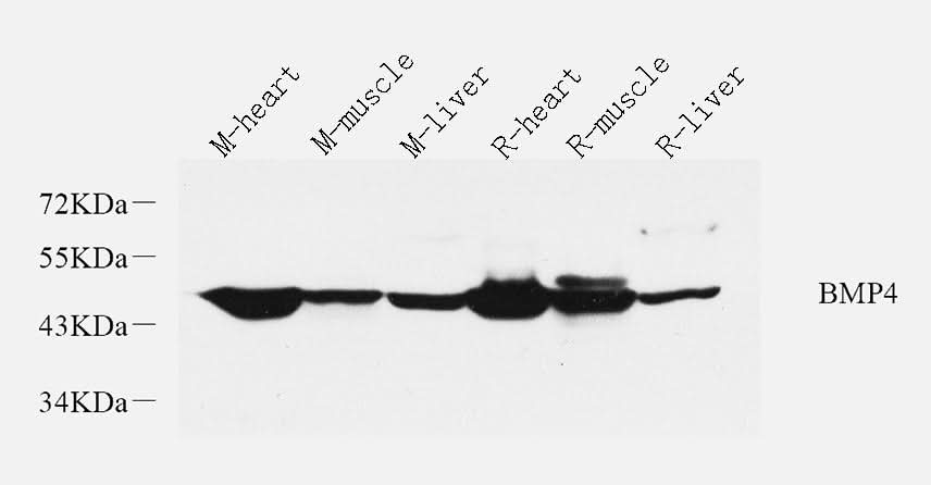 Western Blot analysis of various samples using BMP4 Polyclonal Antibody at dilution of 1:1000.