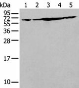 Western blot analysis of NIH/3T3 Hela Jurkat Hepg2 and A549 cell lysates using IRF5 Polyclonal Antibody at dilution of 1:250