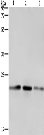 Anti-Human/Mouse/Rat EMC8 Antibody - ABMIUM