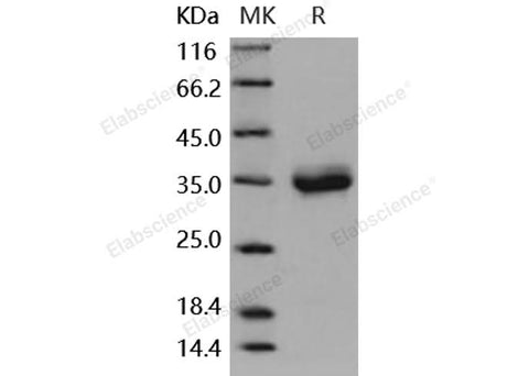 > 95 % as determined by reducing SDS-PAGE.