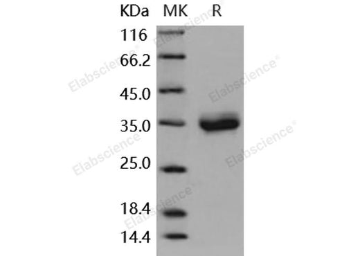 > 95 % as determined by reducing SDS-PAGE.