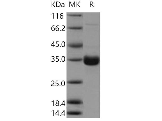 > 95 % as determined by reducing SDS-PAGE.