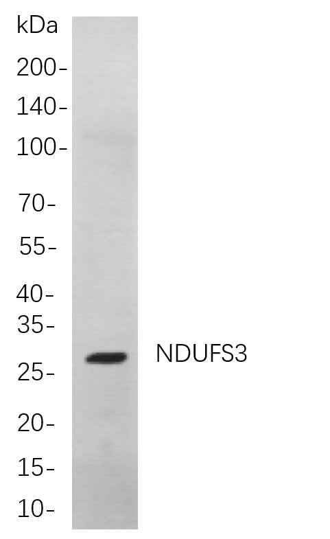 Anti-Human/Mouse/Rat NDUFS3 Antibody [B723] - ABMIUM