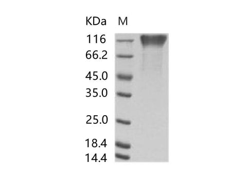 > 90 % as determined by reducing SDS-PAGE.