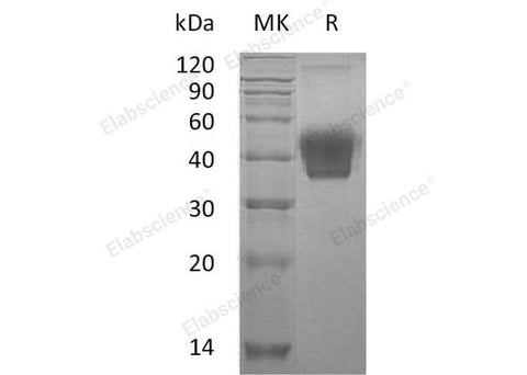 > 95 % as determined by reducing SDS-PAGE.