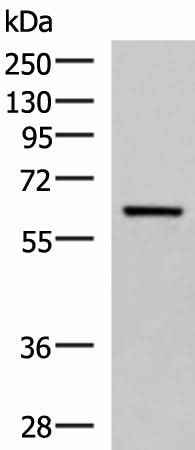 Anti-Human/Mouse/Rat SARS Antibody