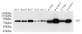 Western Blot analysis of various samples using HSPA5 Polyclonal Antibody at dilution of 1:1000.