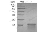> 95 % as determined by reducing SDS-PAGE.