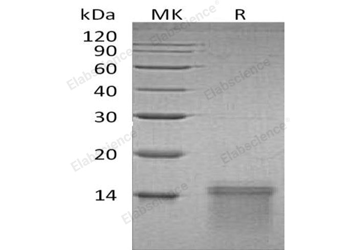 > 95 % as determined by reducing SDS-PAGE.