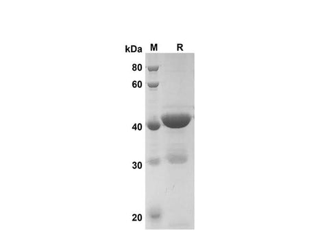 SDS-PAGE analysis of Rat MIF proteins, 2 μg/lane of ReCombinant Rat IMIF proteins was resolved with SDS-PAGE under reducing conditions, showing bands at 41 kDa.