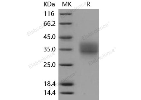 > 97 % as determined by reducing SDS-PAGE.